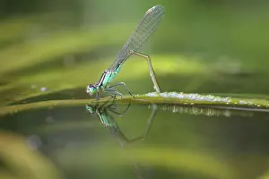 Angel: Blue-tailed Damselfly