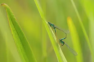 Copula: Blue-tailed Damselfly