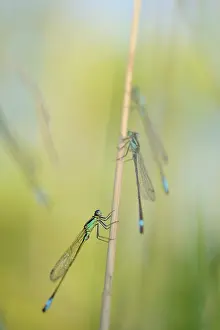 Elegans: Blue-tailed Damselfly