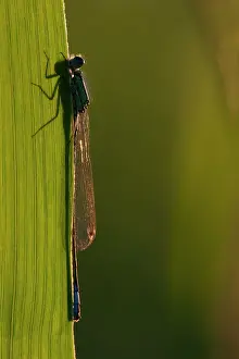 Elegans: Blue-tailed Damselfly