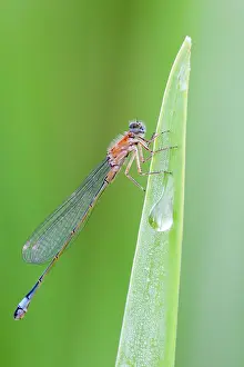 Elegans: Blue-tailed Damselfly