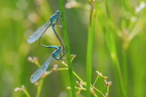 Elegans: Blue-tailed Damselfly