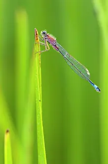 Blade: Blue-tailed Damselfly