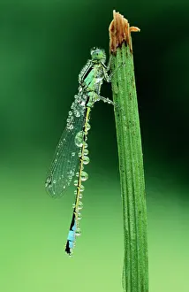 Ischnura: Blue-tailed DAMSELFLY - covered with dew drops