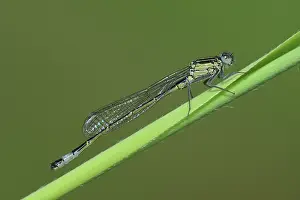 Coenagrionidae: Blue-tailed Damselfly (Ischnura elegans)