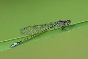 Coenagrionidae: blue-tailed damselfly (Ischnura elegans)