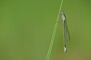 Coenagrionidae: blue-tailed damselfly (Ischnura elegans)