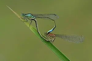 Damselfly: blue-tailed damselfly (Ischnura elegans)