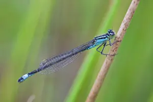 Ischnura: Blue-Tailed Damselfly - male