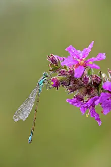 Ischnura: Blue Tailed Damselfly - male on flower