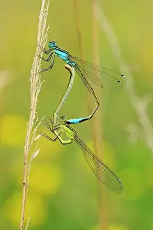 Damselflies: Blue-tailed Damselfly mating