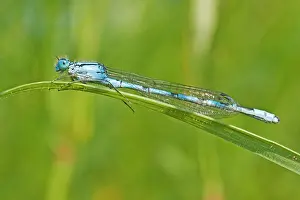 Ischnura: Blue Tailed Dragonfly - male - resting on grass
