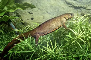Belly: Blue-Tailed Fire Belly Newt