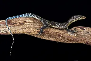 Varanus: Blue-tailed monitor (Varanus doreanus), Papua New