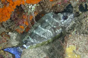 Unicorn: Blue-tailed Unicornfish - in mottled pattern