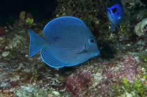 Pete: Blue Tang (Acanthurus coeruleus), Punta