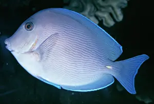 Surgeonfish: Blue Tang Surgeonfish