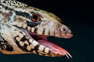 Aggressiveness: Blue tegu (Tupinambis merianae sp.), Argentina
