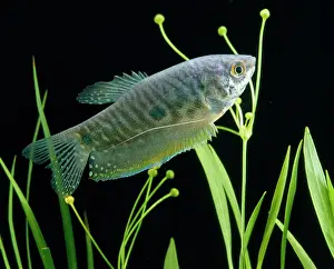 Gourami: Blue / Three-spot Gourami