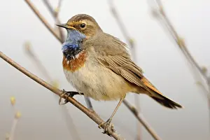 Local: Blue throat... Bluethroat (Luscinia svecica)