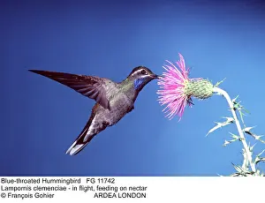 Clemenciae: Blue-throated Hummingbird