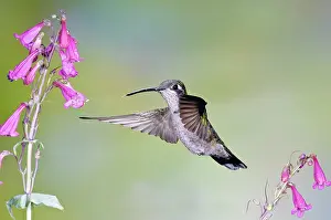 Stop: Blue-throated Hummingbird