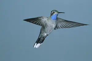 Stop: Blue-throated Hummingbird