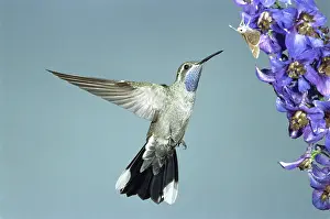 Pollinators: Blue-throated Hummingbird