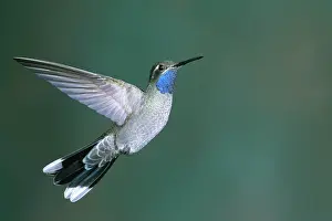 Clemenciae: Blue-Throated Hummingbird