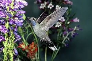 Pollinating: Blue-throated Hummingbird