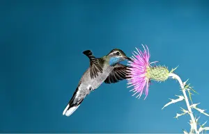 Hovering: Blue-Throated Hummingbird - in flight, hovering at flower