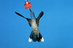 Clemenciae: Blue-throated Hummingbird - male