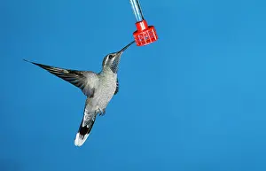 Clemenciae: Blue-throated Hummingbird - male