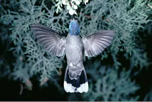 Bonnie Weisser: Blue Throated Hummingbird - Male in flight