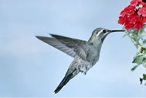 Bonnie Weisser: Blue-Throated Hummingbird - Male, in flight at flower