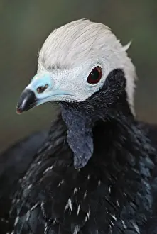 Piping: Blue-throated Piping Guan