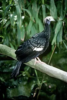 Piping: Blue-throated piping-guan