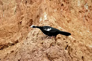 Zoopharmacognosy: Blue-throated Piping-Guan - at clay lick