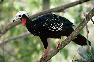 Piping: Blue-throated Piping-guan - perched in tree