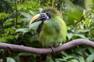 Colombia: Blue-throated toucanet (Aulacorhynchus caeruleogularis)