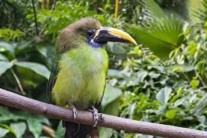 Colombia: Blue-throated toucanet (Aulacorhynchus caeruleogularis)