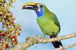 Toucanets: Blue-throated Toucanet - eating fruit
