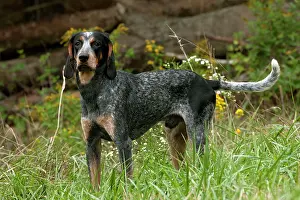 Tick: Blue Tick Coonhound Hunting Dog