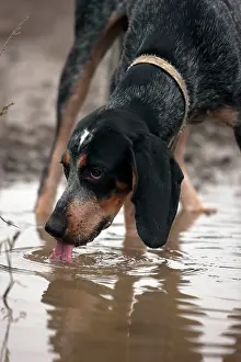 Tick: Blue Tick Coonhound Hunting Dog