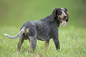 Tick: Blue Tick Coonhound Hunting Dog