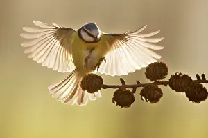 Gardenbird: Blue Tit