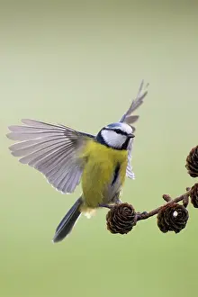 Gardenbird: Blue Tit