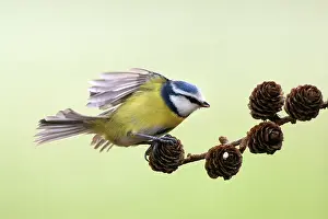 Gardenbird: Blue Tit
