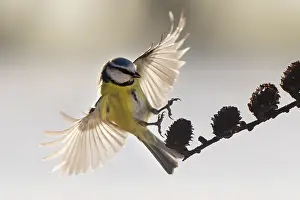 Gardenbird: Blue Tit
