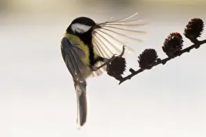 Gardenbird: Blue Tit